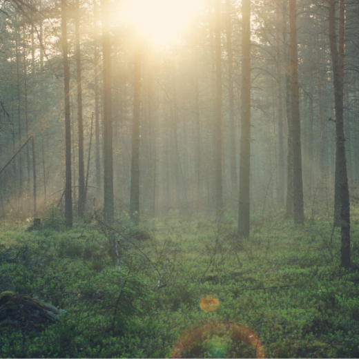 Reconnecting with Nature: The Healing Power of Forest Bathing