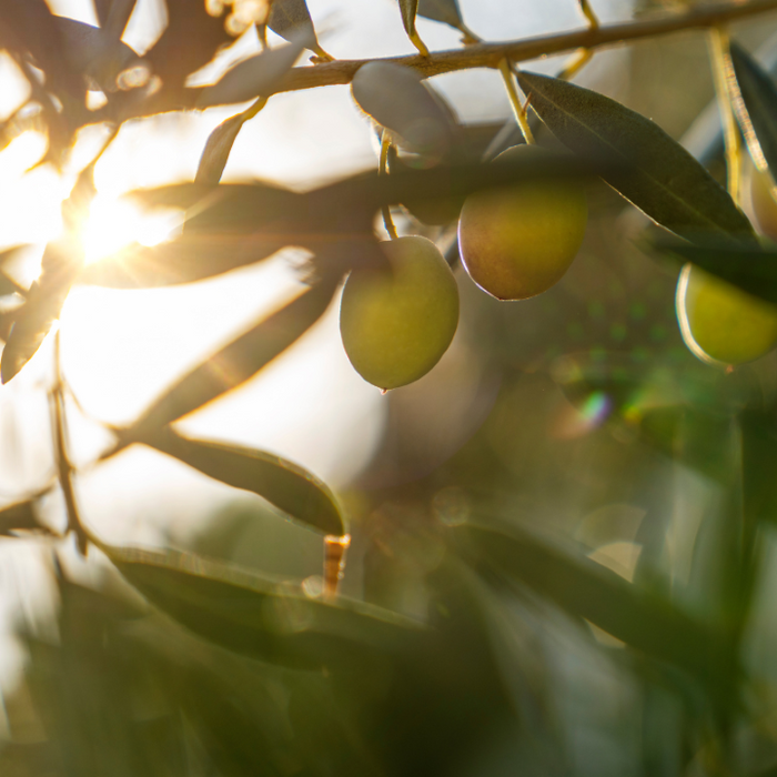 Rebuild & Protect Your Moisture Barrier: A Holistic Approach Rooted in Ancient Wisdom, Modern Science, and Plant Power