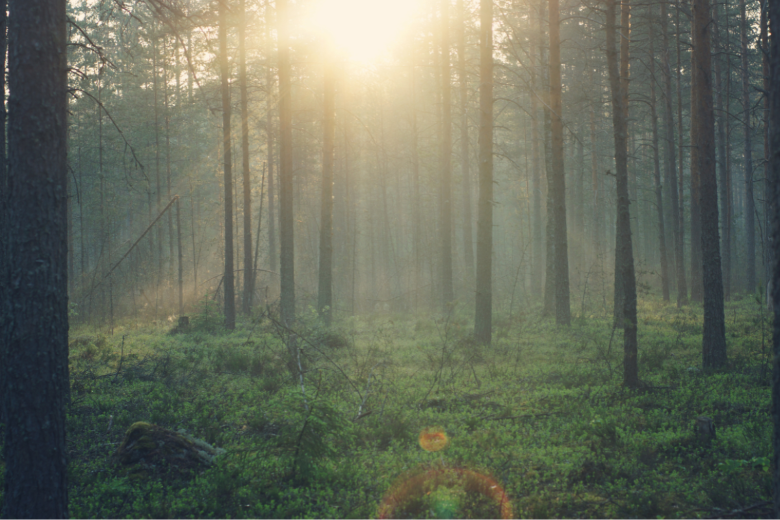 Reconnecting with Nature: The Healing Power of Forest Bathing