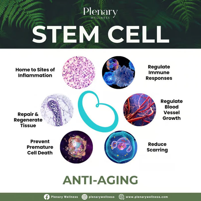 Plenary Longevity Wellness x Cura Selects - Stem Cell Retreat (5D 4N)